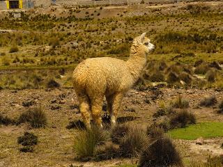 Il Perù, gli Inca, il mal di montagna, le foglie di coca e la tavolozza di colori delle Ande Il Perù, gli Inca, il mal di montagna, le foglie di coca e la tavolozza di colori delle Ande