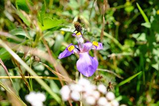 Il Perù, gli Inca, il mal di montagna, le foglie di coca e la tavolozza di colori delle Ande Il Perù, gli Inca, il mal di montagna, le foglie di coca e la tavolozza di colori delle Ande