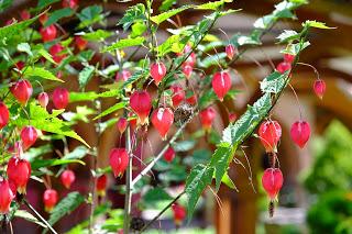 Il Perù, gli Inca, il mal di montagna, le foglie di coca e la tavolozza di colori delle Ande Il Perù, gli Inca, il mal di montagna, le foglie di coca e la tavolozza di colori delle Ande