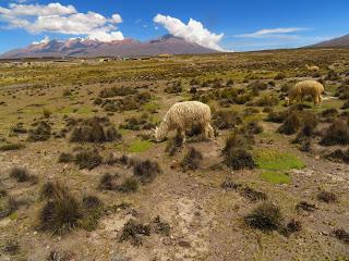 Il Perù, gli Inca, il mal di montagna, le foglie di coca e la tavolozza di colori delle Ande Il Perù, gli Inca, il mal di montagna, le foglie di coca e la tavolozza di colori delle Ande
