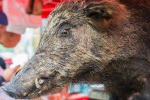 Il maltempo non ha frenato la ‘voglia’ di fiera Carolingia Il maltempo non ha frenato la ‘voglia’ di fiera Carolingia