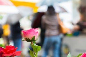 Il maltempo non ha frenato la ‘voglia’ di fiera Carolingia Il maltempo non ha frenato la ‘voglia’ di fiera Carolingia