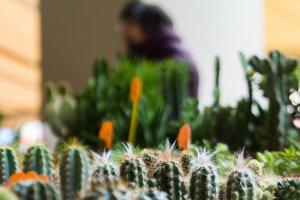 Il maltempo non ha frenato la ‘voglia’ di fiera Carolingia Il maltempo non ha frenato la ‘voglia’ di fiera Carolingia