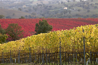 Consorzio Tutela Vini della DOC Maremma Toscana: Ritorna Maremmachevini! Consorzio Tutela Vini della DOC Maremma Toscana: Ritorna Maremmachevini!