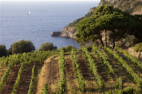 Consorzio Tutela Vini della DOC Maremma Toscana: Ritorna Maremmachevini! Consorzio Tutela Vini della DOC Maremma Toscana: Ritorna Maremmachevini!