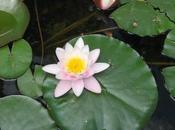 Giardino botanico Firenze