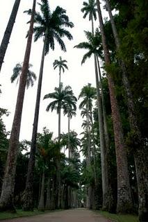 il giardino visitato_ Rio - Giardino Botanico