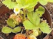 Fragola Fragaria