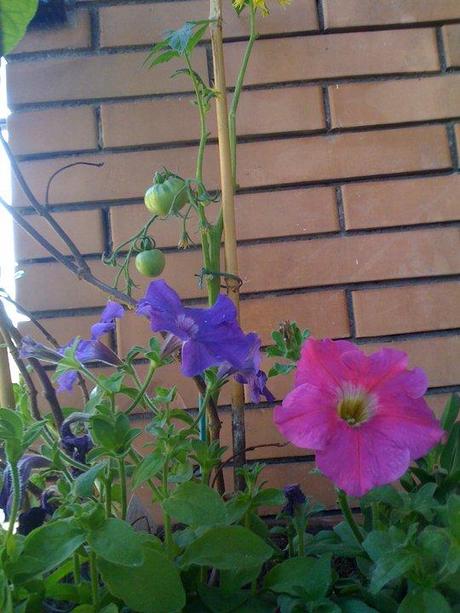 Piccoli pomodori crescono… anche in balcone