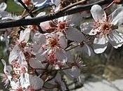 Primavera