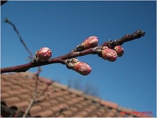 Primavera