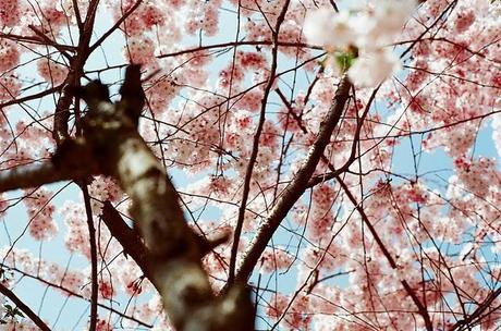 An explosion of flowers
