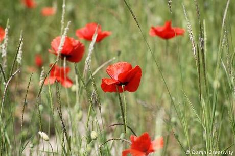 Poppies ... without bloopers.