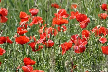 Poppies ... without bloopers.