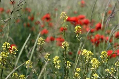 Poppies ... without bloopers.