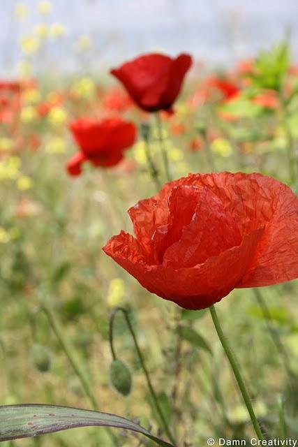 Poppies ... without bloopers.