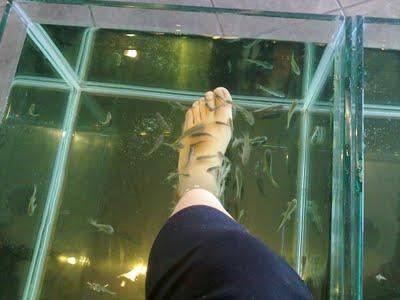 Fish Pedicure ;)