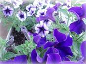 Fiori stagione: surfinie