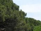 Castel Volturno (CE) Riserva forestale Regi Lagni (20.05.11)