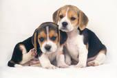 Beagle in pericolo: attenzione!