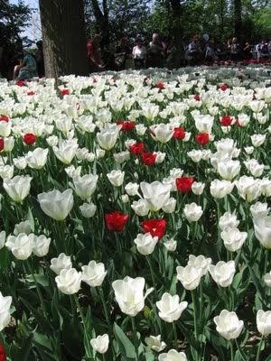 Fiori e colori