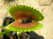 Mosca :cibo preferito dalle dionee!