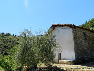 Immagini del Genere Orobanche - Orobancacee, ma quale?