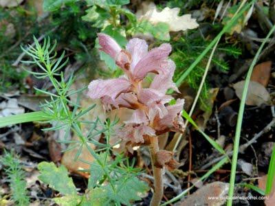 Immagini del Genere Orobanche - Orobancacee, ma quale?