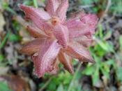 Immagini Genere Orobanche Orobancacee, quale?