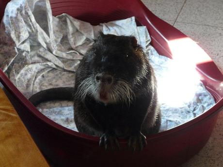 Come accudire una Nutria – LEZIONE 9: L’ALLOGGIO