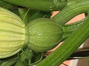 Suggeriementi l'Orto Balcone