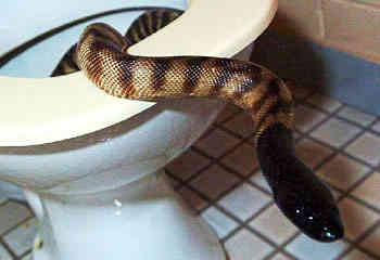 Lucca,serpenti escono dal water