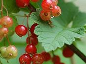 Ribes rosso