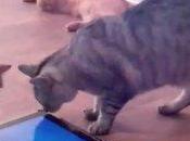 Ecco videogiochi nostro gatto