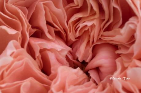 Un risotto alle rose…. per #SEGUILESTAGIONI di MAGGIO Un risotto alle rose…. per #SEGUILESTAGIONI di MAGGIO