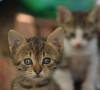 Fusa dei gatti: cosa comunicano i felini con le fusa? Fusa dei gatti: cosa comunicano i felini con le fusa?
