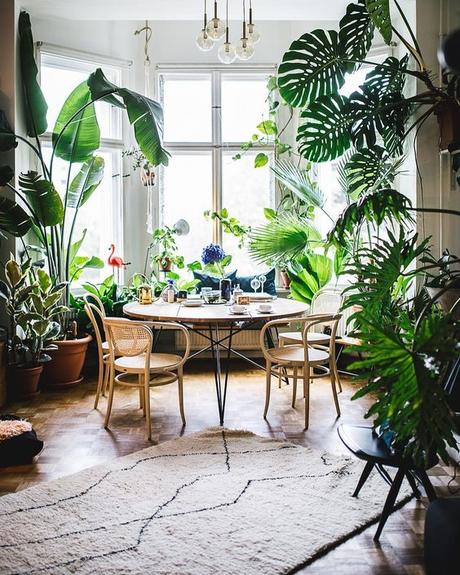 CASA: Arredare con le piante. CASA: Arredare con le piante.