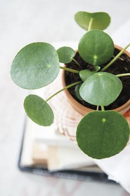 {Pilea Peperomioides plant} {Pilea Peperomioides plant}