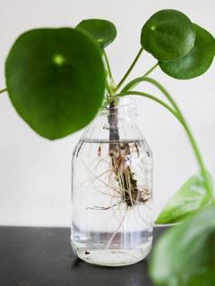 {Pilea Peperomioides plant} {Pilea Peperomioides plant}
