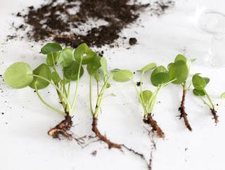 {Pilea Peperomioides plant} {Pilea Peperomioides plant}