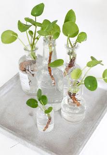 {Pilea Peperomioides plant} {Pilea Peperomioides plant}