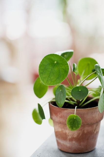 {Pilea Peperomioides plant} {Pilea Peperomioides plant}