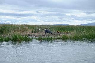 Perù: Puno e il lago Titicaca Perù: Puno e il lago Titicaca