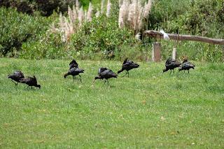 Perù: Pucara, La Raya, Raqchi e Andahuaylillas Perù: Pucara, La Raya, Raqchi e Andahuaylillas
