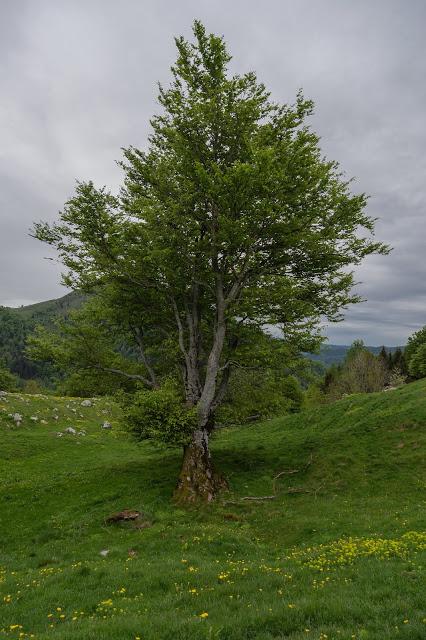 Mrzli Vrh Mrzli Vrh