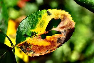 Ali, antenne, pungiglioni, pistilli, petali, foglie, nettare e polline Ali, antenne, pungiglioni, pistilli, petali, foglie, nettare e polline