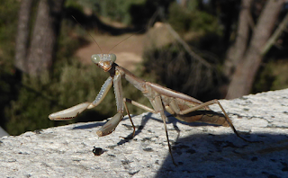 Ali, antenne, pungiglioni, pistilli, petali, foglie, nettare e polline Ali, antenne, pungiglioni, pistilli, petali, foglie, nettare e polline