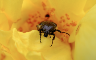 Ali, antenne, pungiglioni, pistilli, petali, foglie, nettare e polline Ali, antenne, pungiglioni, pistilli, petali, foglie, nettare e polline