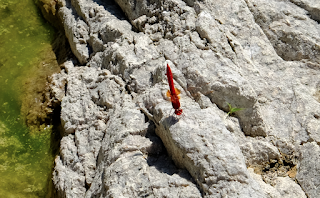Ali, antenne, pungiglioni, pistilli, petali, foglie, nettare e polline Ali, antenne, pungiglioni, pistilli, petali, foglie, nettare e polline
