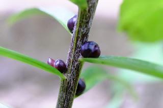 Ali, antenne, pungiglioni, pistilli, petali, foglie, nettare e polline Ali, antenne, pungiglioni, pistilli, petali, foglie, nettare e polline